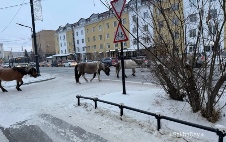 Лошади будут помещены в пункт передержки безнадзорных сельскохозяйственных животных