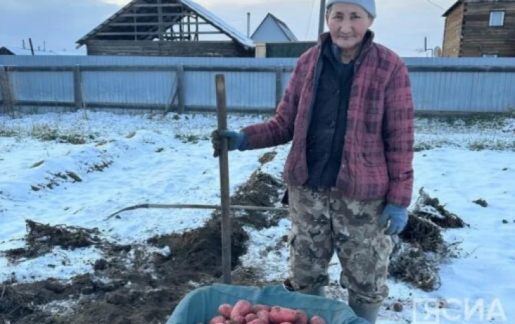 Эксперимент удался! Урожай крупного картофеля в Покров день