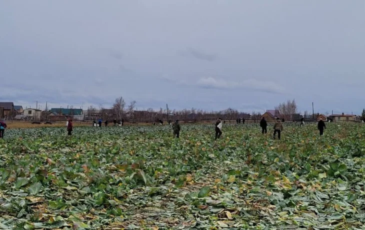 Поля фермера Артура Эм разворовали халявщики: «Мы не раздаем овощи даром!»