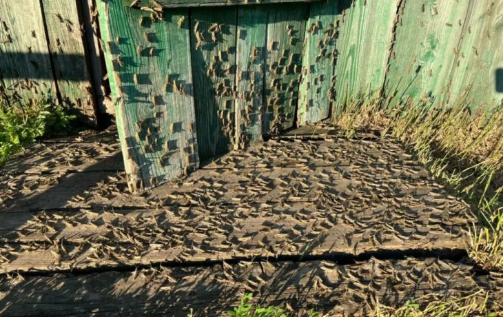 Будет ли угроза нашествия саранчи в Якутии летом 2025 года: мнение эксперта