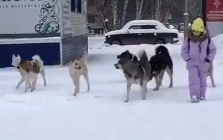 Якутяне публикуют тревожные видео: стаи собак облаивают детей