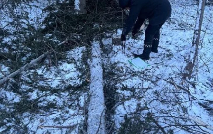 Поймали на незаконной вырубке елей
