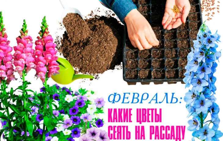 Февраль: какие цветы сеять на рассаду