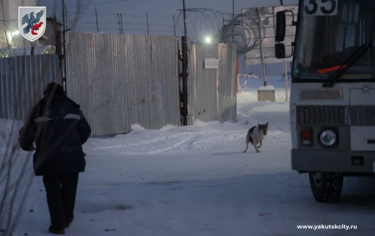 В Октябрьском округе Якутска отловлено более 100 безнадзорных животных