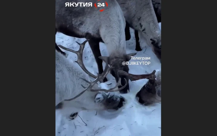 Жесть какая-то.: Якутяне возмутились откровенному телесюжету о жизни оленеводов