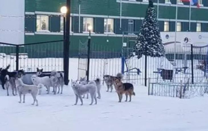 Мы даже не можем справиться с собаками!