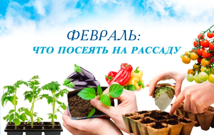 Февраль: что посеять на рассаду