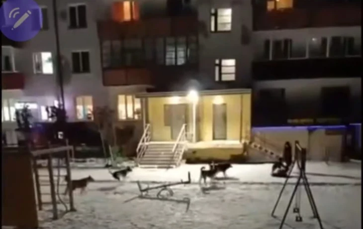 В поселке Светлый в Якутии стая собак напала на детей. Глава СК РФ поручил возбудить уголовное дело