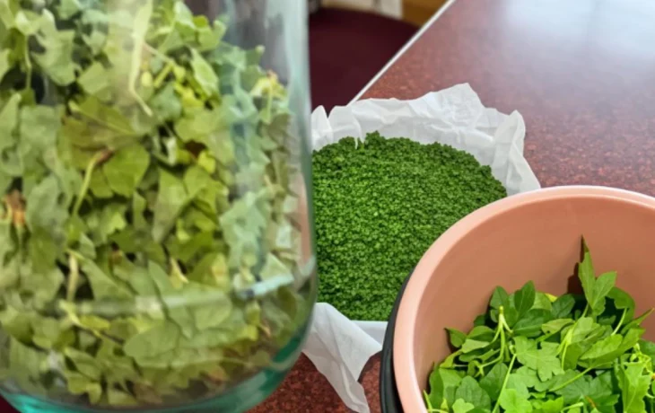 Листья смородины больше не&nbsp;жгу: кручу в&nbsp;мясорубке с&nbsp;секретным ингредиентом&nbsp;&mdash; зимой эта паста спасает лучше мёда