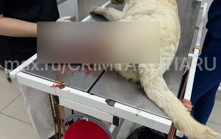 В Якутске люди на машине задавили щенка, жестоко испинали и оставили умирать