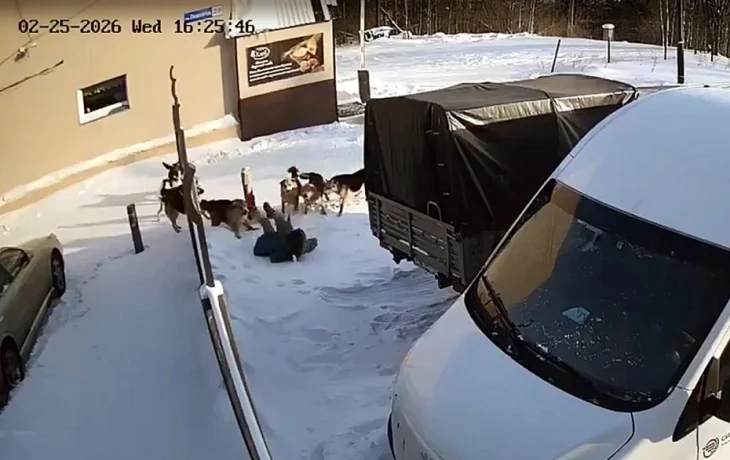 Who let the dogs out? Причины разгула бродячих собак в Нерюнгри