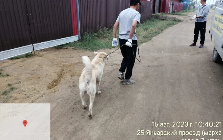 Жители Якутска могут подать заявку на отлов безнадзорных животных через мобильное приложение