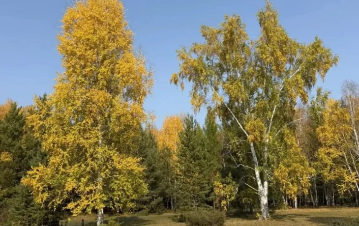 В Олекминском районе продолжаются поиски пропавшей женщины