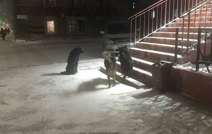 За стаи бродячих собак ответит Управление ветеринарии Якутии