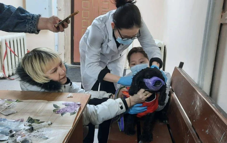 В Госдуму внесли проект об обязательной маркировке домашних животных