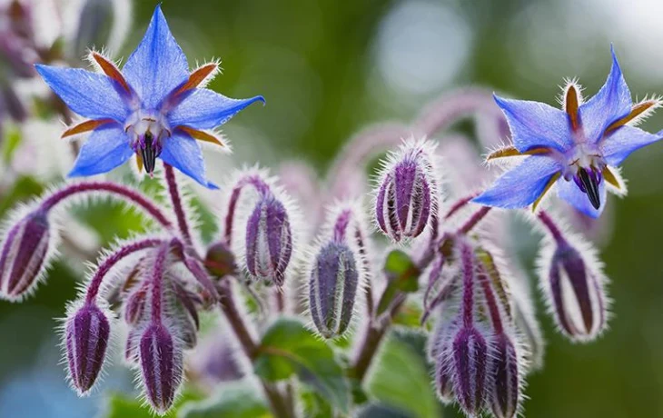 Зачем шпинат, когда есть borago officinalis: огуречная трава нужна каждому дачнику &mdash; вот 3 неоспоримых аргумента