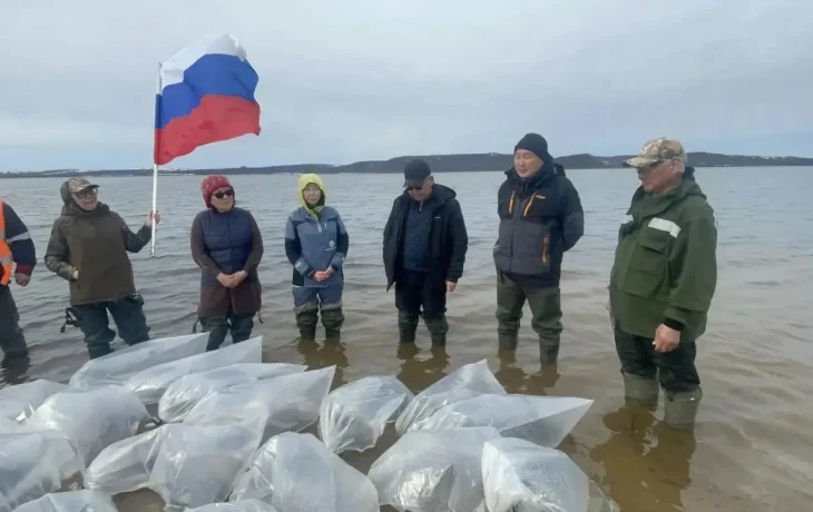В Якутии в реку Анабар выпустили свыше 1,7 миллиона мальков чира