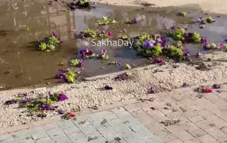 В Якутске очевидцы видели, что вырывала цветы пьяная женщина