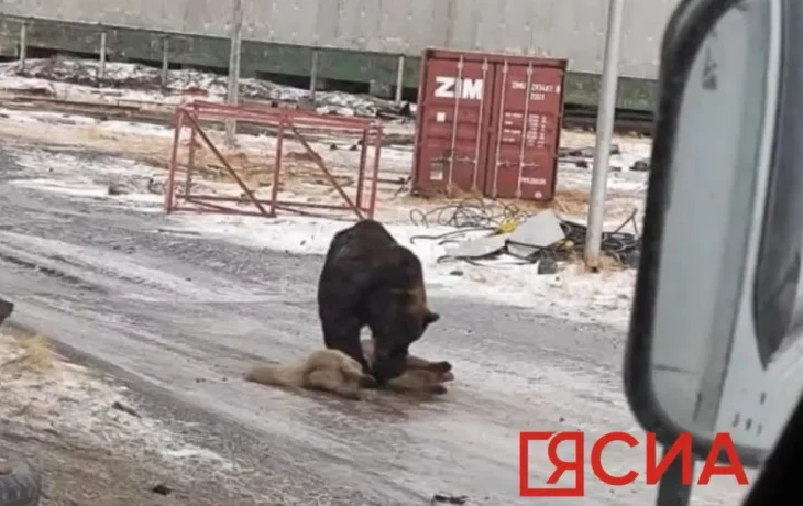 В Булунском районе Якутии бурый медведь загрыз собаку