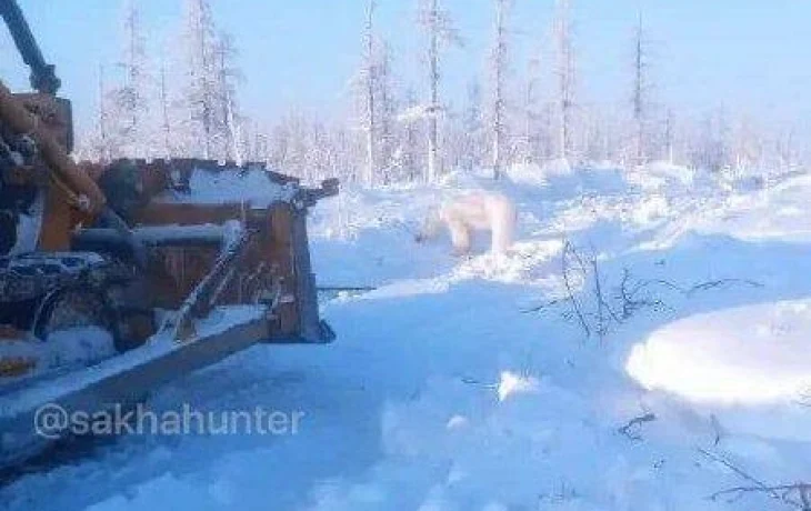 Белый медведь перегородил дорогу бульдозеру в Жиганском районе Якутии
