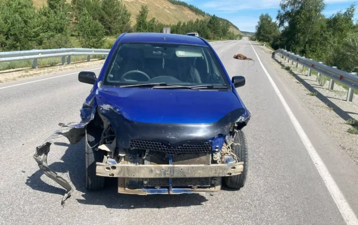 В Якутии совершен уже третий наезд на лошадей на автотрассе "Умнас"