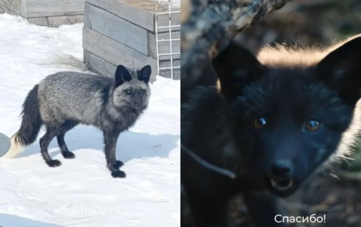 Звезда фильма &laquo;Мэхээлэчээн булчут&raquo; сбежала в село Пригородный: как лис Мотылек напугал местных жителей