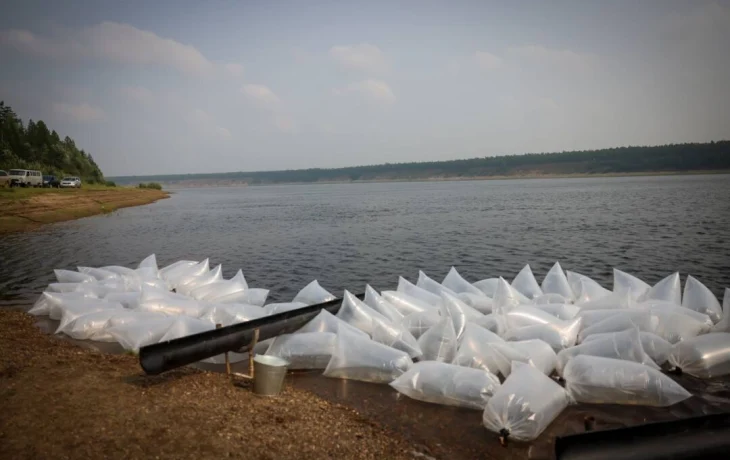 Более 30 миллионов мальков ценных рыб выпустят в водоемы Якутии