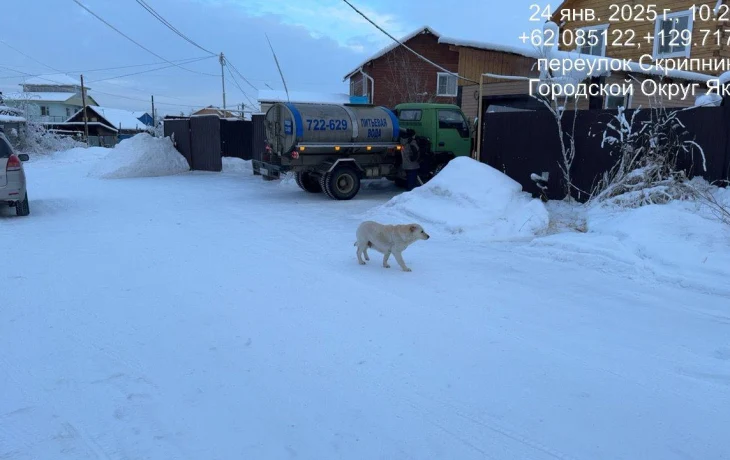 Более 2300 безнадзорных собак отловили в Якутии с начала года