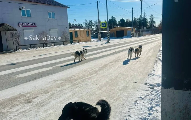 В Якутске добрый пес спас женщину от агрессивной стаи