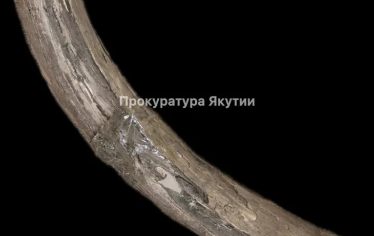 В Якутии изъяли более 20 кг незаконно добытых бивней мамонта