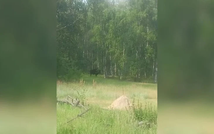 Лесные бизоны вышли к границе Вилюйского района Якутии