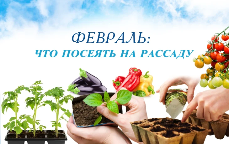Что сеять в феврале: полный список овощей и цветов для ранней рассады