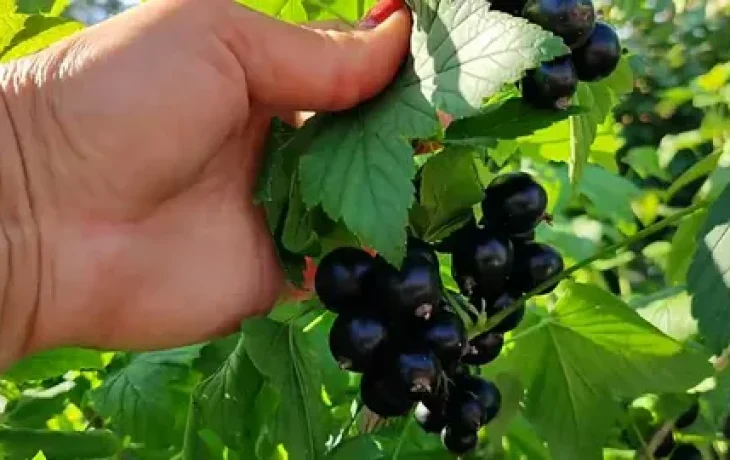 Собираю смородину ведрами: ошибка, которую дачники совершают ещё в апреле