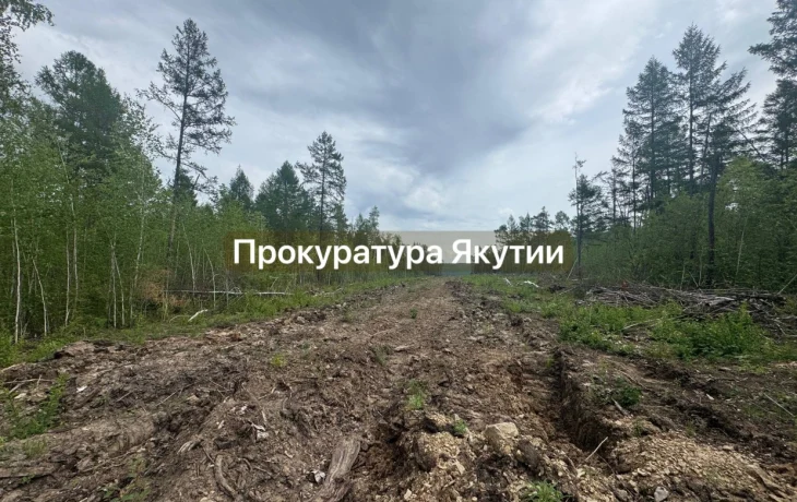 В Хангаласском улусе незаконно вырубили лес, чтобы проложить путь до карьера по добыче известняка