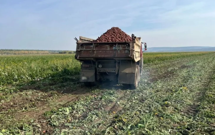 В Якутии убрали 28% зерновых и более половины запланированного картофеля