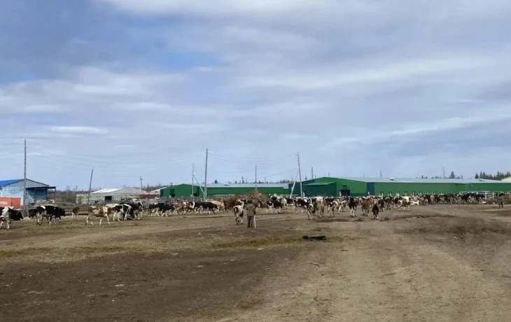 В пригородах Якутска определены пункты временного содержания скота