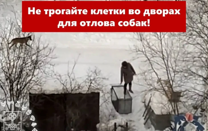 Жители Мирного мешают отлову собак: чем опасна такая &laquo;медвежья услуга&raquo;