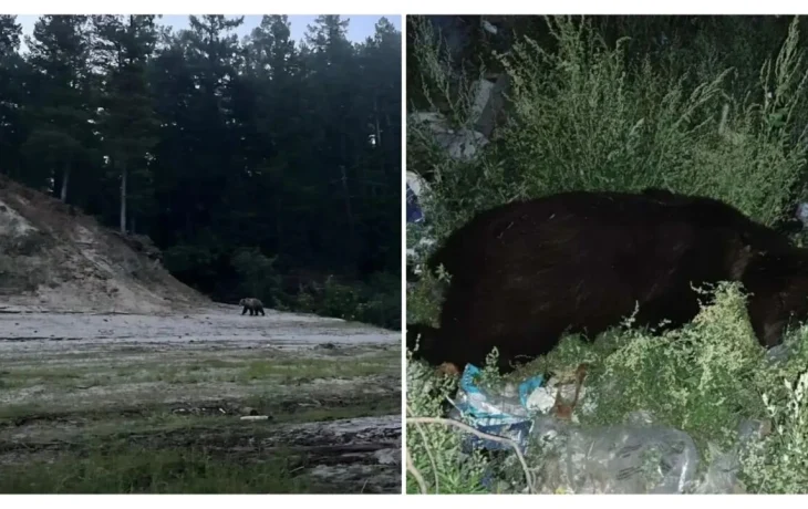 Сразу два случая выхода медведей к людям произошли в Якутии за сутки