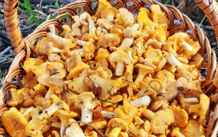 Почему лисички никогда не бывают червивыми: научное объяснение