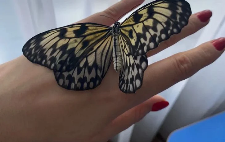 Чудеса из бабочкария Алины и Юлии Марковых