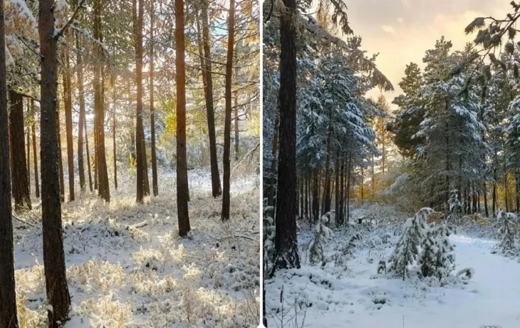Лесная сказка в Серебряном Бору