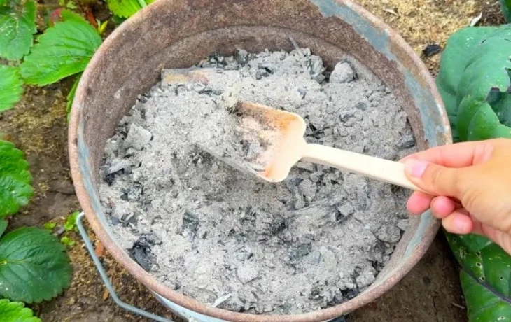 Не&nbsp;сыпьте золу под&nbsp;эти растения: 5 культур, которые могут погибнуть от&nbsp;популярного удобрения
