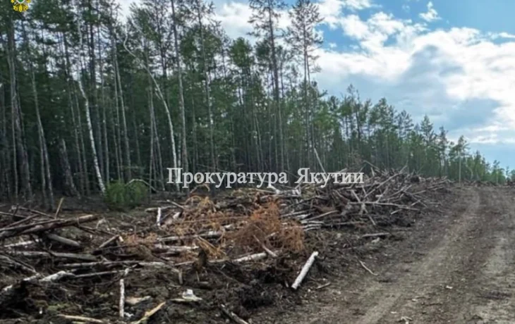 В Якутии суд рассмотрит дело о незаконной рубке леса на 658 тысяч рублей
