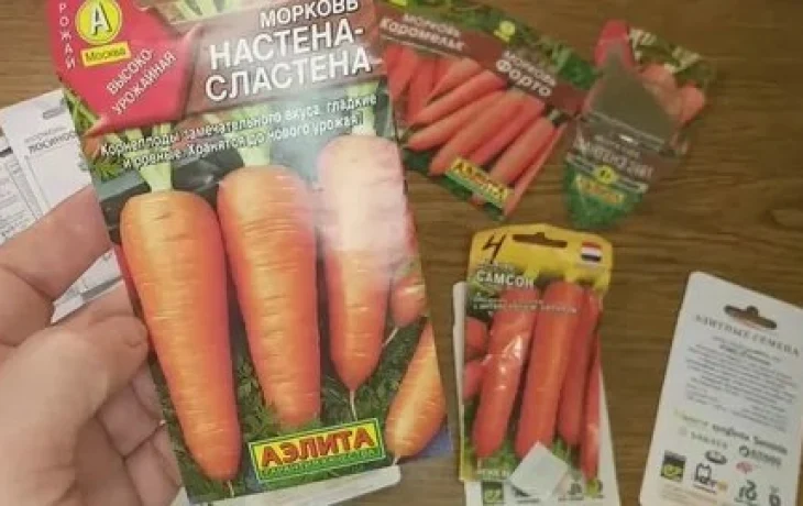Сладкая, как&nbsp;мёд, и&nbsp;без&nbsp;сердцевины: 3 лучших сорта моркови, которые не&nbsp;подведут в&nbsp;2026 году