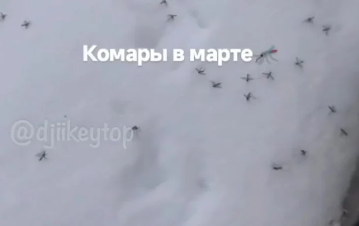 &laquo;Я подумал, что это листья&nbsp;опали&raquo;: Житель Якутии нашел сотни мертвых комаров на снегу