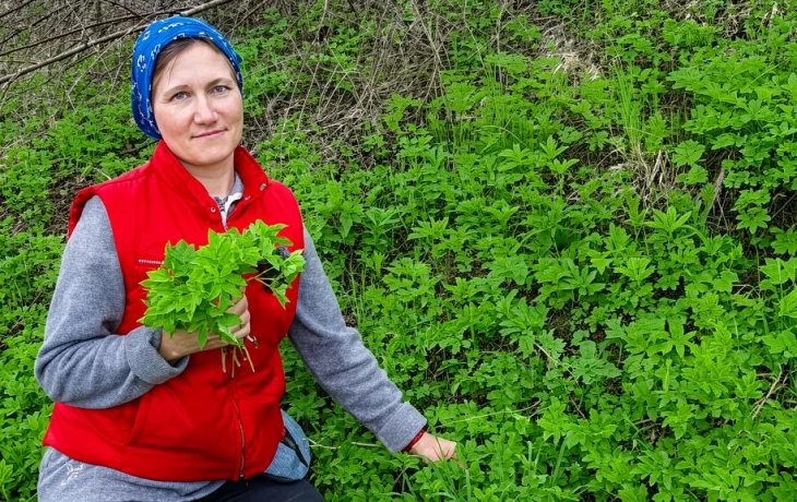 Дачники проклинают эту траву и&nbsp;рвут спину уничтожая ее, а&nbsp;зря&nbsp;&mdash; это суперфуд, который лечит суставы