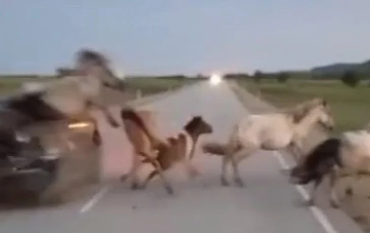В Якутии автомобиль жестко врезался в табун