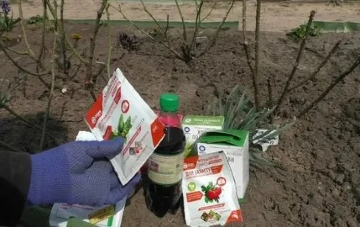 Вместо лысых палок&nbsp;&mdash; пышные кусты: агроном назвала лучшее удобрение для&nbsp;роз в&nbsp;начале сезона