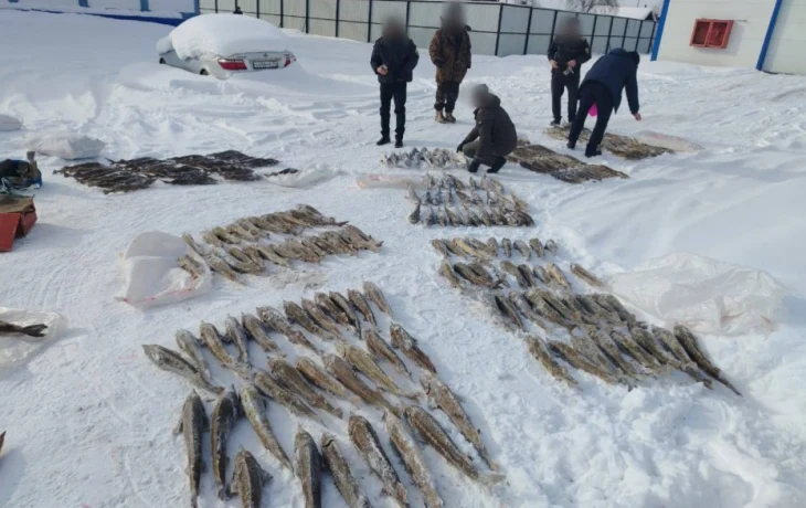 Житель Нижнеколымского района выловил 245 краснокнижных осетров