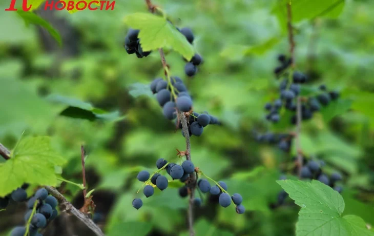 В Верхнеколымском районе Якутии созрела охта